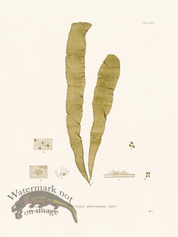 Bradbury Seaweed 164